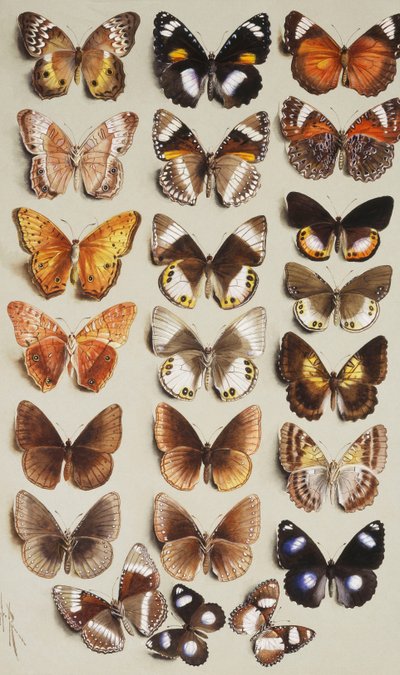Zweiundzwanzig Schmetterlinge in drei Spalten, alle zur Familie der Nymphalidae gehörend von Marian Ellis Rowan