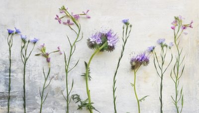 Ätherische Wildblumenstängel von Marie-anne Stas