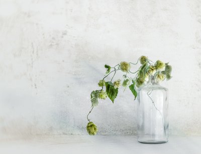 Frische Hopfen in Flasche von Marie-anne Stas