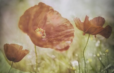 Weiche Rote Mohnblumen von Marie-anne Stas