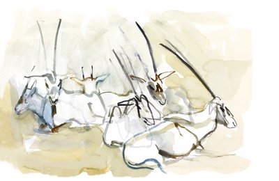Arabische Oryx, 2010 von Mark Adlington