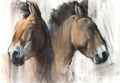 Kopfstudie (Przewalski) von Mark Adlington