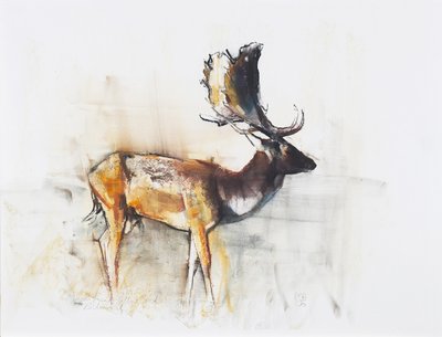 Prächtiger Damhirsch, 2006 von Mark Adlington