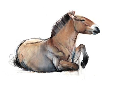 Sitzender Przewalski, 2011 von Mark Adlington