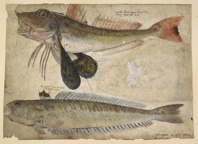 Zeichnungen von zwei Fischen, aus einem 