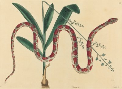 Die Kornnatter Coluber fulvius, veröffentlicht 1731-1743. von Mark Catesby