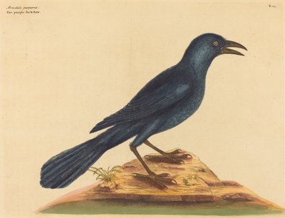 Der Purpur-Jackdaw Gracula Quiscula, veröffentlicht 1731-1743 von Mark Catesby