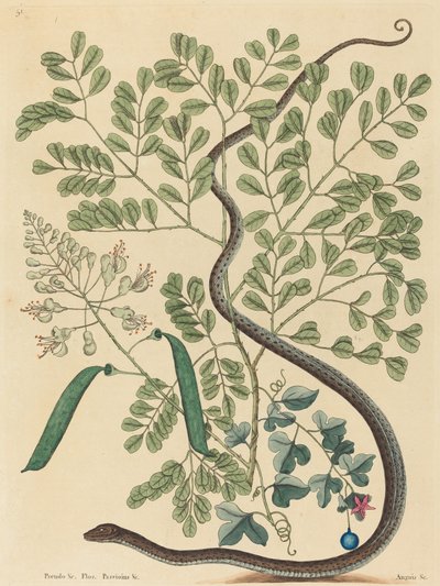 Die gefleckte Bänderschlange Coluber nebulosus, veröffentlicht 1731-1743 von Mark Catesby