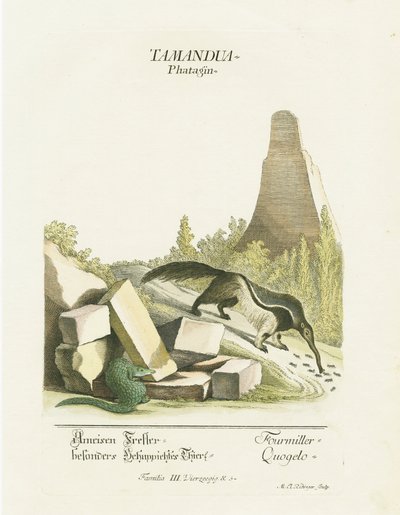 Riesenameisenbär und Eidechse auf felsigem Gelände von Martin Elias Ridinger