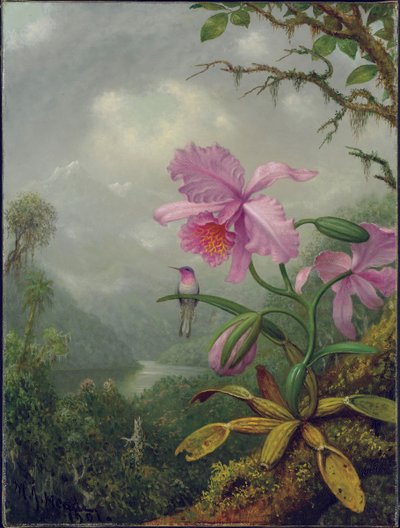 Kolibri auf einer Orchideenpflanze, 1901 von Martin Johnson Heade