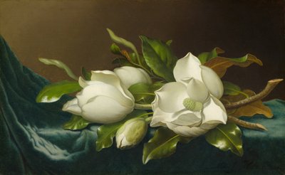 Magnolien auf hellblauem Samttuch, 1885-95 von Martin Johnson Heade