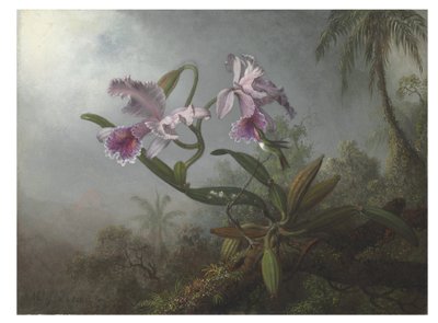 Rosa Orchideen und Kolibri auf einem Zweig, 1875 von Martin Johnson Heade