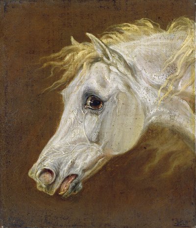 Kopf eines grauen arabischen Pferdes von Martin Theodore Ward