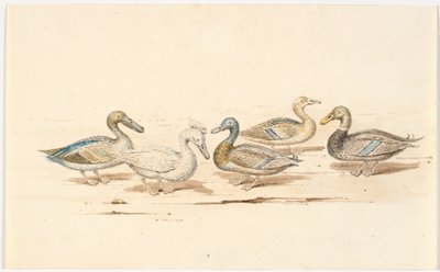 Studien verschiedener Entenarten von Martinus Rørbye
