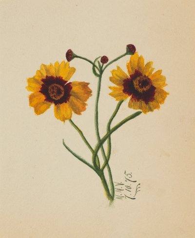 (Ohne Titel) von Mary Vaux Walcott