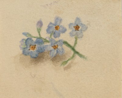 (Ohne Titel) von Mary Vaux Walcott