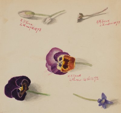 (Ohne Titel--Blumenstudie) von Mary Vaux Walcott