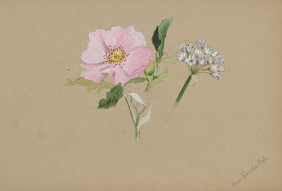 (Ohne Titel - Blumenstudie) von Mary Vaux Walcott