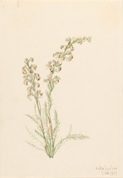 Alpen-Farnkraut Pedicularis contorta, 1907 von Mary Vaux Walcott