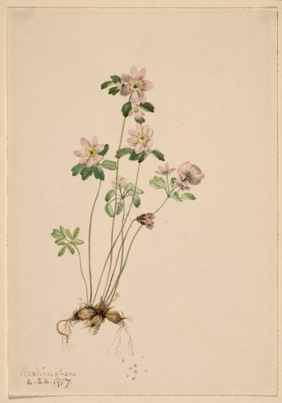 Anemonella (Syndesmon thalictroides) von Mary Vaux Walcott