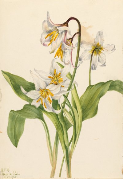 Lawinenlilie (Erythronium montanum) von Mary Vaux Walcott