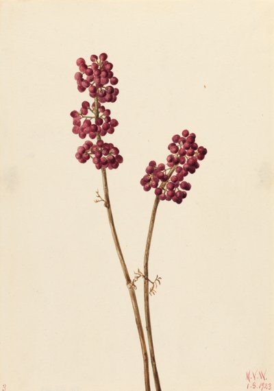 Schönfrucht Callicarpa americana, 1923 von Mary Vaux Walcott