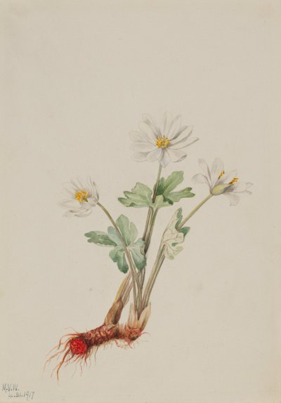 Blutwurz (Sanguinaria canadensis) von Mary Vaux Walcott