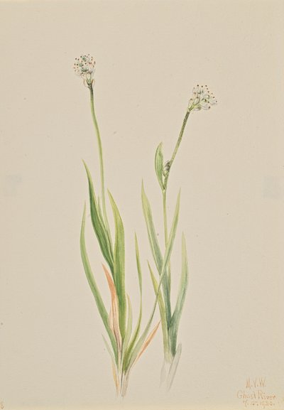 Moorlilie Tofieldia intermedia, 1920 von Mary Vaux Walcott