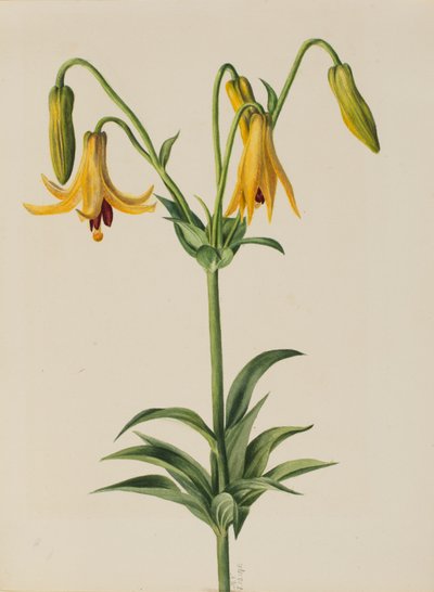 Kanadalilie (Lilium canadense) von Mary Vaux Walcott