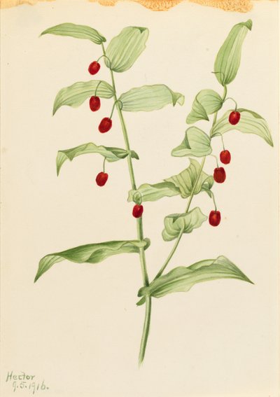Umfassender Drehwurz (Streptopus amplexifolius) von Mary Vaux Walcott