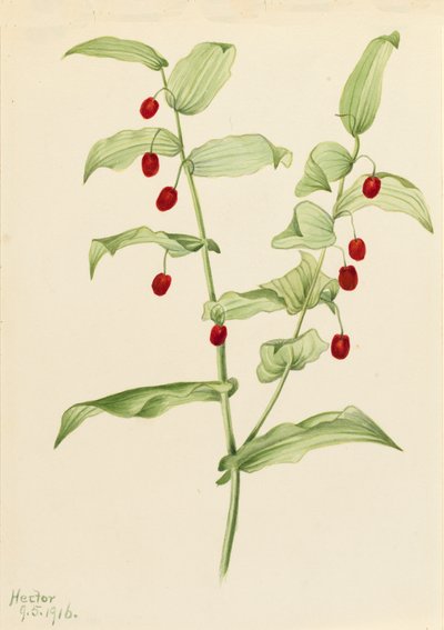 Umfassender gedrehter Stängel Streptopus amplexifolius, 1916 von Mary Vaux Walcott