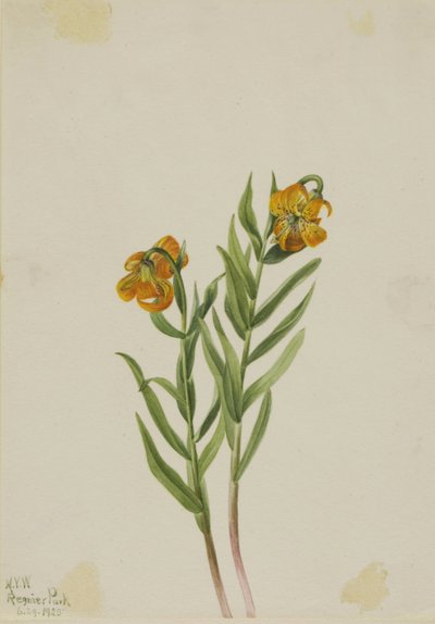 Kolumbianische Lilie (Lilium columbianum) von Mary Vaux Walcott