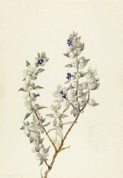 Death Valley Salbei Salvia funerea, ca. frühe 1930er Jahre. von Mary Vaux Walcott