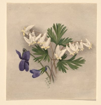 Hosen des Holländers (Bikukulla cucullaria) von Mary Vaux Walcott