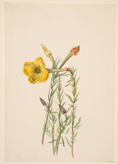 Nachtkerze (Oenothera lavandalaefolia) von Mary Vaux Walcott
