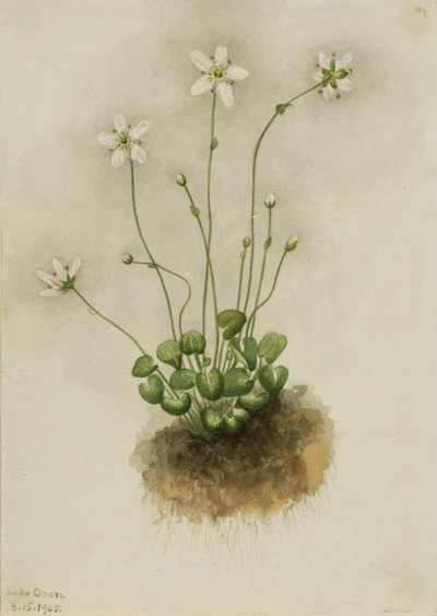 Fransenenzian (Parnassia fimbriata) von Mary Vaux Walcott