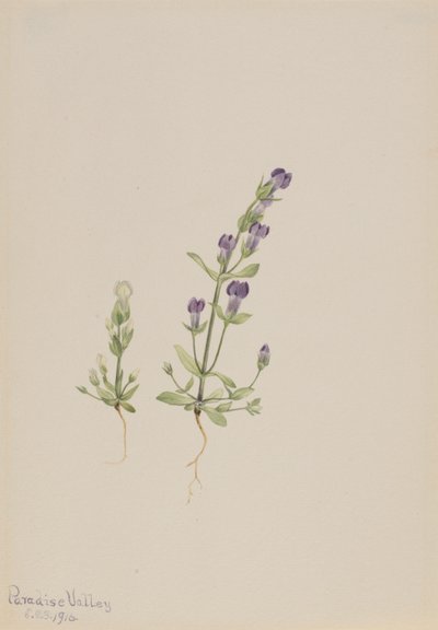 Gentiana propingua von Mary Vaux Walcott