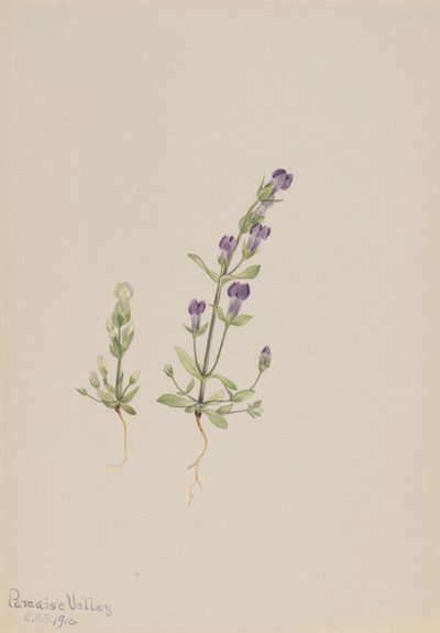 Gentiana propingua, 1916 von Mary Vaux Walcott