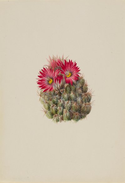 Igelkaktus (Coryphantha arizonica) von Mary Vaux Walcott