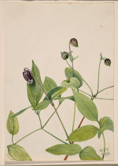 Lederblume (Clematis viorna) von Mary Vaux Walcott