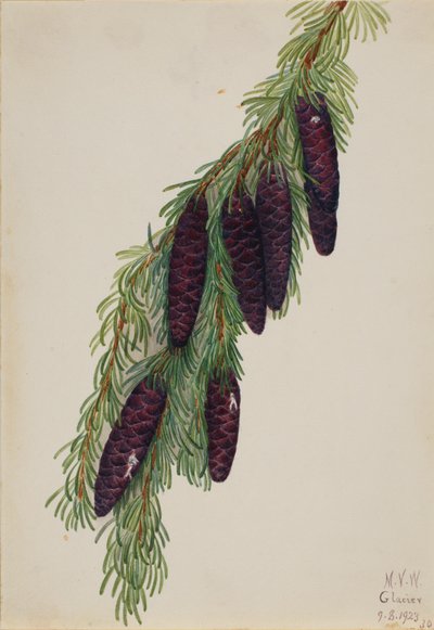 Berg-Hemlock Tsuga mertensiana, 1923 von Mary Vaux Walcott