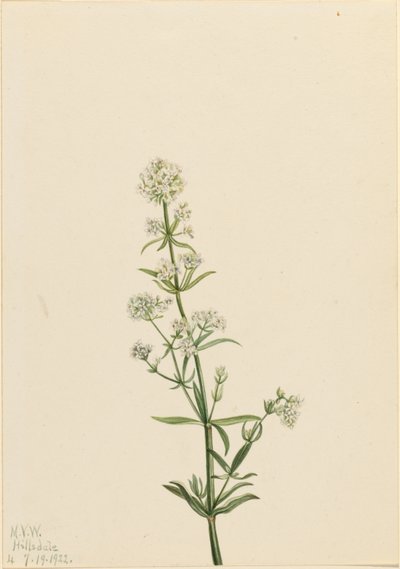 Nordisches Labkraut (Galium boreale) von Mary Vaux Walcott