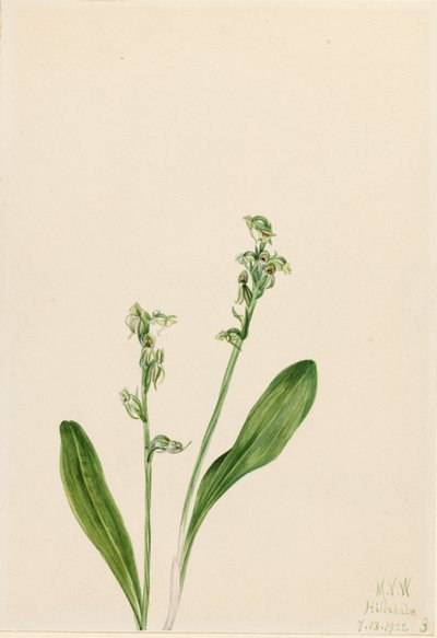Einblatt-Bog-Orchidee Habenaria obtusata, 1922 von Mary Vaux Walcott