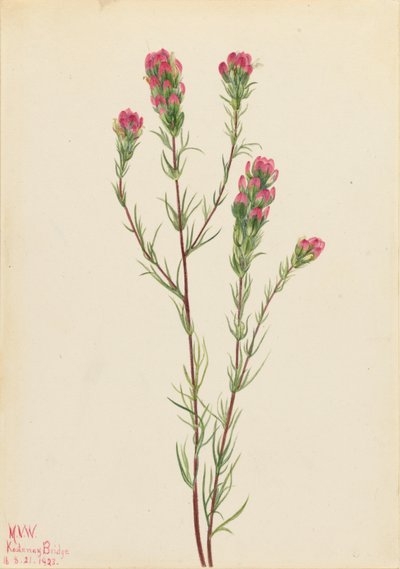 Eulen-Klee (Orthocarpus tenuifolius) von Mary Vaux Walcott