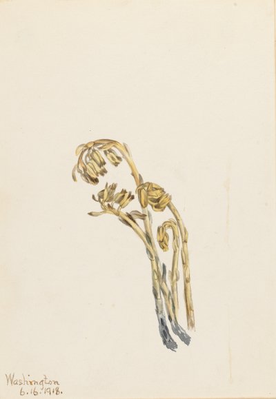 Blasse Kiefernzapfen (Hypopitys americana) von Mary Vaux Walcott