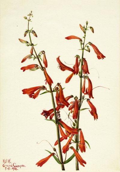 Bartfaden (Pentstemon barbatus) von Mary Vaux Walcott