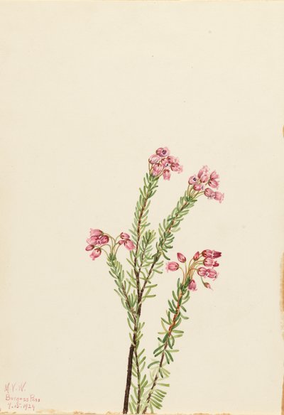 Rosa Bergheide Phyllodoce empetriformis, 1924 von Mary Vaux Walcott