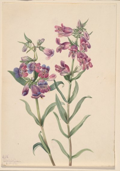 Prärie-Penstemon (Pentstemon erianthera) von Mary Vaux Walcott