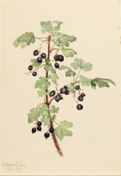Stachelige Johannisbeere (Ribes lacustre) von Mary Vaux Walcott