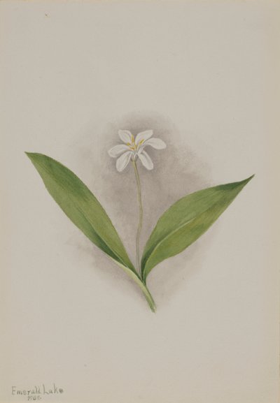 Queencup Clintonia uniflora, 1902 von Mary Vaux Walcott